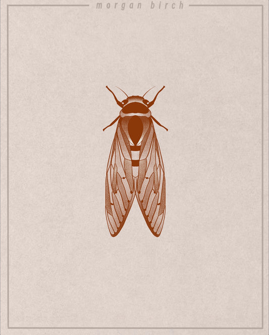 Cicada Flash