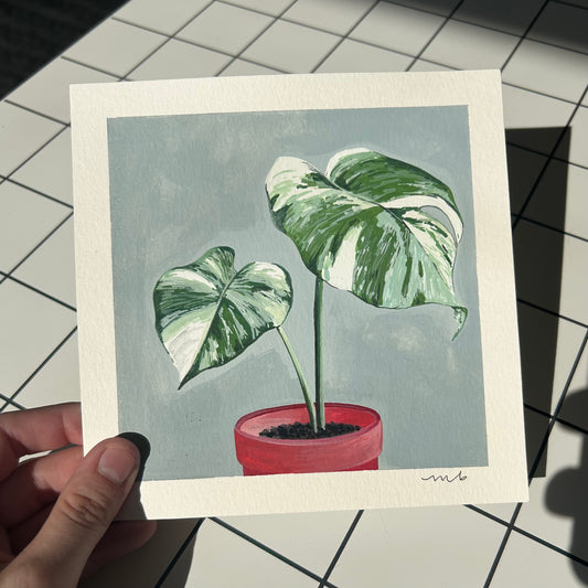 From the Archives Sale / Plant Portrait / Albo Monstera