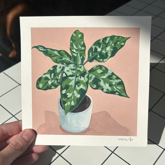From the Archives Sale / Plant Portrait / Tricolor