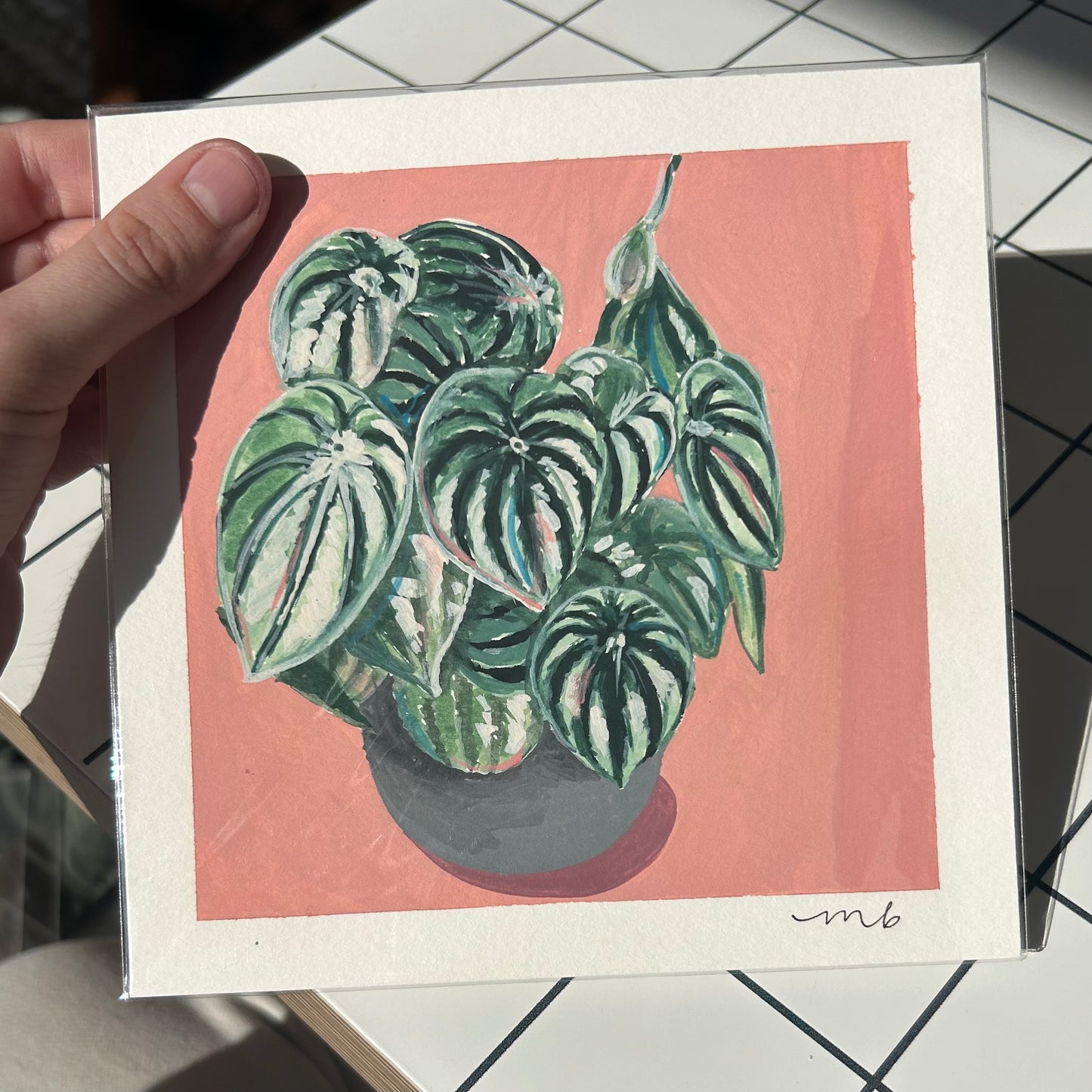 From the Archives Sale / Plant Portrait / Peperomia